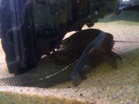 Rena 4 Foot Tank - Full Set up reduced