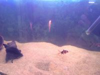 Rena 4 Foot Tank - Full Set up reduced