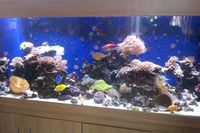 Marine aquarium 6x2x2 full set up £1750