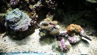 Marine aquarium 6x2x2 full set up £1750