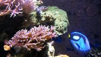 Marine aquarium 6x2x2 full set up £1750