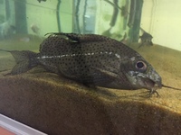 Rena 4 Foot Tank - Full Set up reduced
