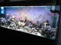 Fish tank