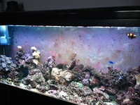 Fish tank