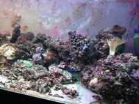 Fish tank