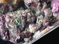 Fish tank