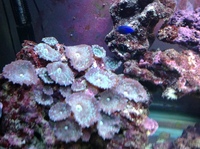 Fish tank