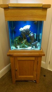 Live corals, Live rock, Marine fish in Solid oak fish tank and cabinet