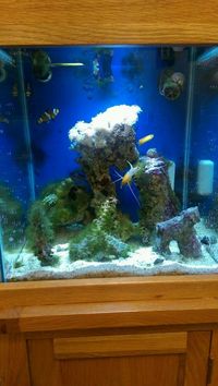 Live corals, Live rock, Marine fish in Solid oak fish tank and cabinet