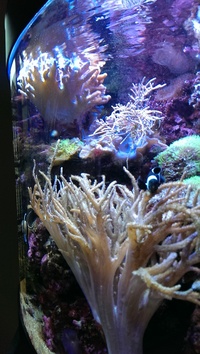 Live corals, Inverts, Live rock, in Complete Marine Tank