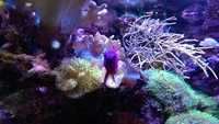 Live corals, Inverts, Live rock, in Complete Marine Tank