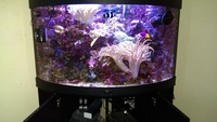 Live corals, Inverts, Live rock, in Complete Marine Tank