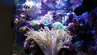 Live corals, Inverts, Live rock, in Complete Marine Tank