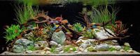 VARIOUS TROPICAL FISH FOR SALE