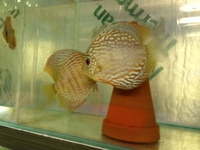 THE BEST VALUE AND QUALITY DISCUS FROM CHILTON AQUATICS. BIGGER SIZES AT BETTER PRICES.