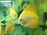 NORTH EAST DISCUS AT CHILTON AQUATICS. SIMPLY THE BEST PRICES FROM AN ESTABLISHED FAMILY RUN RETAILER