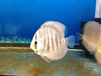 THE BEST VALUE AND QUALITY DISCUS FROM CHILTON AQUATICS. BIGGER SIZES AT BETTER PRICES.