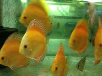 NORTH EAST DISCUS AT CHILTON AQUATICS. SIMPLY THE BEST PRICES FROM AN ESTABLISHED FAMILY RUN RETAILER