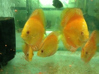 NORTH EAST DISCUS AT CHILTON AQUATICS. SIMPLY THE BEST PRICES FROM AN ESTABLISHED FAMILY RUN RETAILER