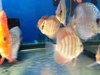 NORTH EAST DISCUS AT CHILTON AQUATICS. SIMPLY THE BEST PRICES FROM AN ESTABLISHED FAMILY RUN RETAILER