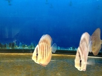 THE BEST VALUE AND QUALITY DISCUS FROM CHILTON AQUATICS. BIGGER SIZES AT BETTER PRICES.