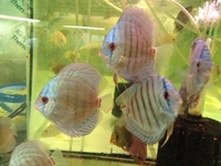 NORTH EAST DISCUS AT CHILTON AQUATICS. SIMPLY THE BEST PRICES FROM AN ESTABLISHED FAMILY RUN RETAILER