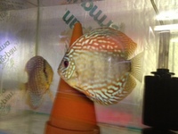 THE BEST VALUE AND QUALITY DISCUS FROM CHILTON AQUATICS. BIGGER SIZES AT BETTER PRICES.