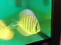 THE BEST VALUE AND QUALITY DISCUS FROM CHILTON AQUATICS. BIGGER SIZES AT BETTER PRICES.