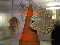 DISCUS PAIRS IN STOCK AT CHILTON AQUATICS FROM ONLY £120 PAIR