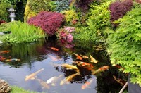 Koi Rescue / Rehoming / Pond Clearance - Kent / SE London / Essex...