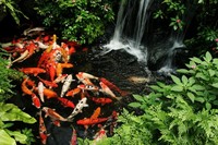 Koi Rescue / Rehoming / Pond Clearance - Kent / SE London / Essex...