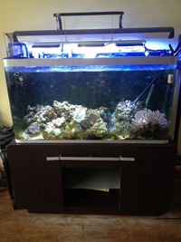 Live corals, Fijian Live rock, in Fluval Osaka 320 Marine aquarium reef tank breaking