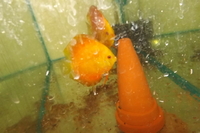 DISCUS breeding pairs