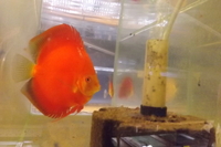 DISCUS breeding pairs