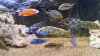 Malawi and Tanganyikan Cichlids at In-expensive Prices.