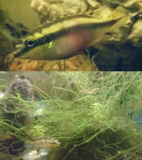 Fish to rehome Kribs Fairy Cichlids COLLECTION ONLY | E7 London