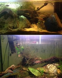 Fish to rehome Kribs Fairy Cichlids COLLECTION ONLY | E7 London