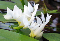 Pond plants including marginal, oxygenators, moisture lovers etc for direct UK delivery.