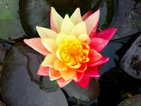 Pond plants including marginal, oxygenators, moisture lovers etc for direct UK delivery.