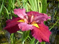 Pond plants including marginal, oxygenators, moisture lovers etc for direct UK delivery.