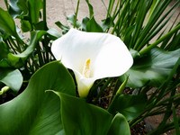 Pond plants including marginal, oxygenators, moisture lovers etc for direct UK delivery.