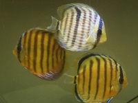 Discus aquarium wild discus full setup