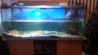 5 x 2 x 2 FISH TANK AND STAND, Fluval FX5 & 3ft Halide - DRAINED CLEANED - £400 ono for all