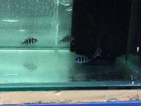 wc frontosa Mikula