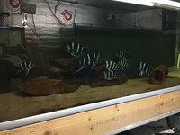 wc frontosa Mikula