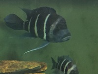 wc frontosa Mikula