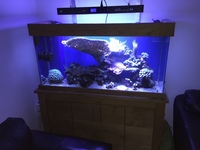 Marine fish, SPS , LPS, soft corals and live rock for sale