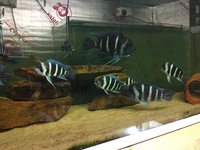 wc frontosa Mikula