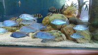 Malawi Blue Dolphin - Cyrtocara moorii - (ALL SOLD)