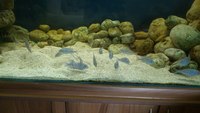 Malawi Blue Dolphin - Cyrtocara moorii - (ALL SOLD)